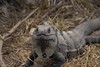Iguana : 